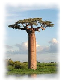 Le Baobab africain