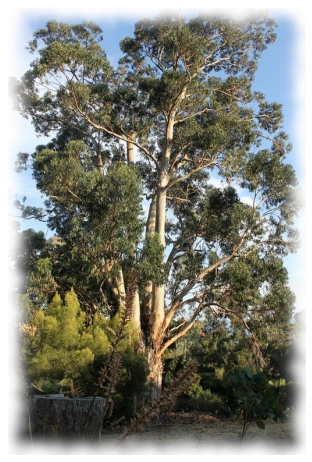 Huile essentielle d’Eucalyptus globulus