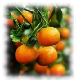 Huile Essentielle de Mandarine