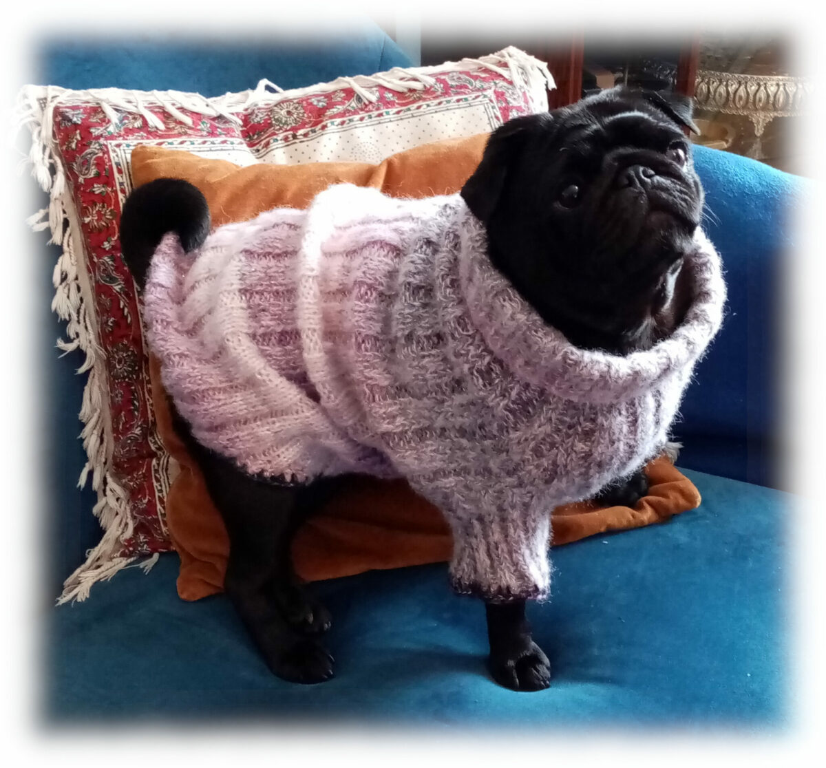 Manteau pour chien au tricot